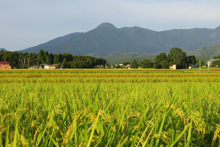 標高200mで育てた棚田米|令和7年産・新潟県上越産・従来種コシヒカリ精米10kg(5kg×2袋)