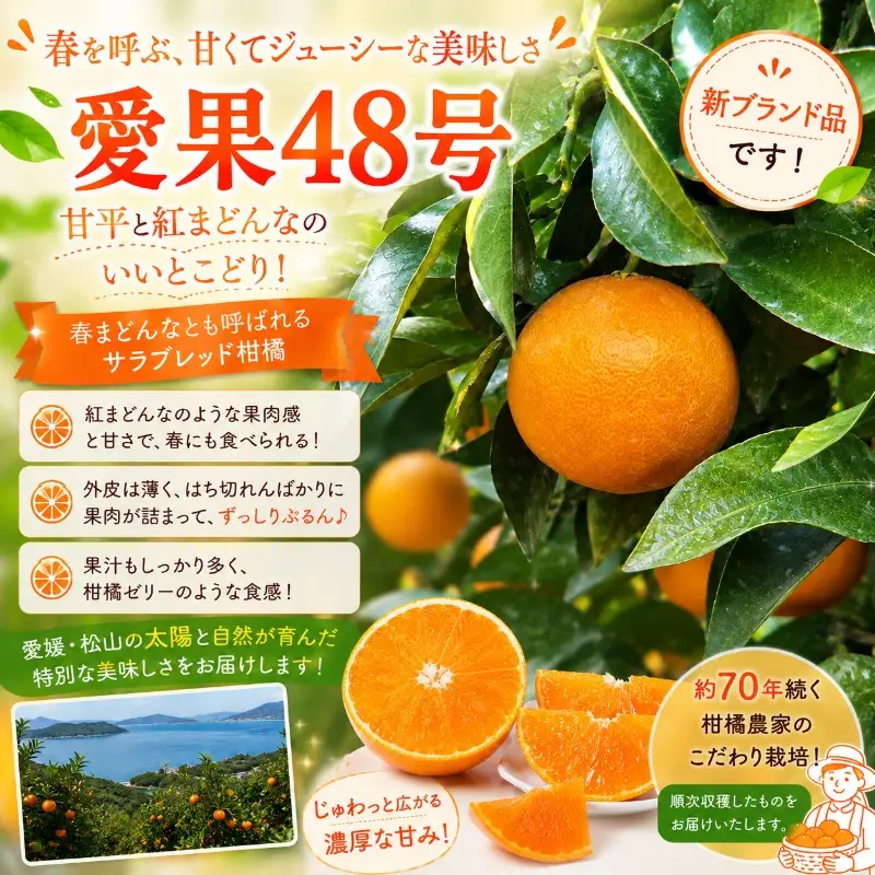 【2027年3月上旬頃から順次発送】 数量限定 愛果48号 約3kg 愛媛 あいか 柑橘 あいか えひめ あいか くだもの あいか 松山 あいか みかん あいか 北条 あいか フルーツ あいか M～2L 混合 あいか【HMN0071】
