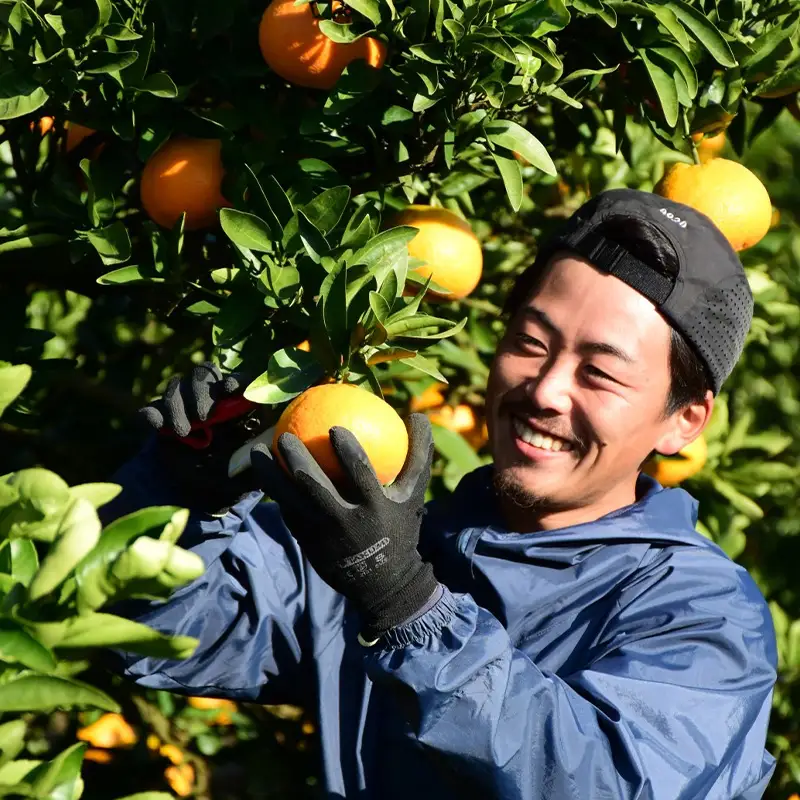 【2027年1月中旬頃から順次発送】【訳あり】 数量限定 伊予柑 10kg みかん 不揃い いよかん 家庭用 柑橘 愛媛 松山 北条 果物 フルーツ 産地直送 みかん 農家直送  【HMN008_B】