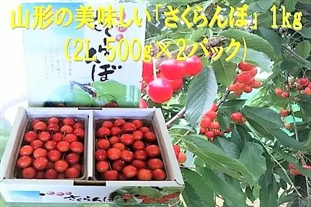 さくらんぼ（佐藤錦か紅秀峰）１ｋｇ　２Ｌサイズ　0032-2602