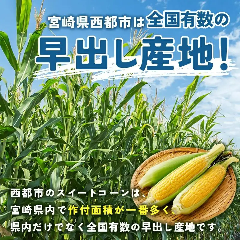 【先行予約】スイートコーン『ゴールドラッシュ』約7kg（18～22本） 西都市産とうもろこし＜18-2a＞★