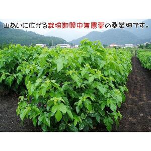 無農薬桑茶パウダー「桑茶美人」100g×3袋｜野洲市 有限会社南製茶 桑茶パウダー 健康 美容 効能 高品質 国産 100% 桑の葉 茶葉 美肌 ダイエット サポート お取り寄せ 通販 ふるさと納税｜