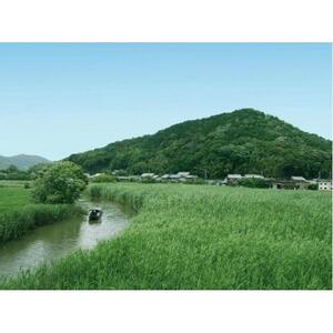 【シガリズム体験】近江八幡の水郷でギィーコ ギィーコと船頭体験！ ※プライベート貸切（2名で一舟貸切）