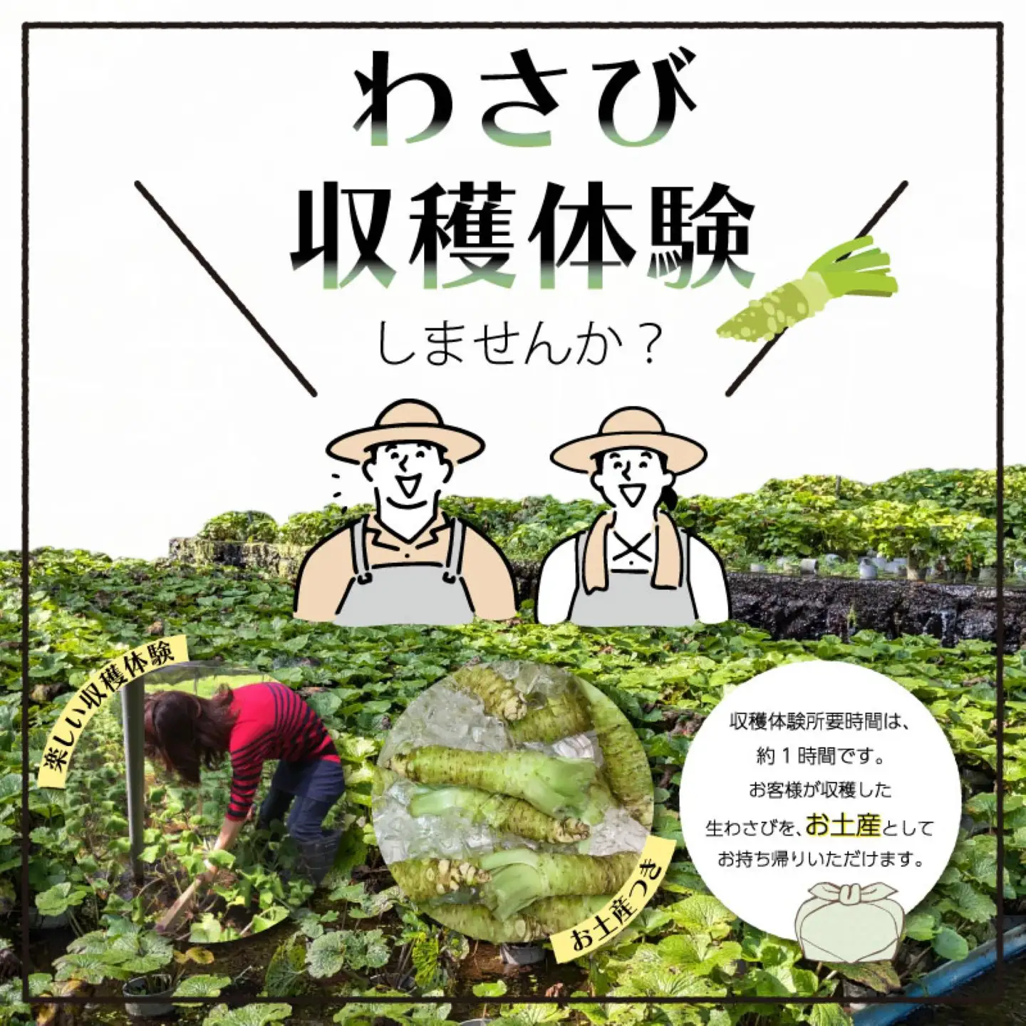 わさび収穫体験（わさびお土産付き）　山梨 都留市 わさび 山葵 ワサビ 体験 体験チケット 収穫 収穫体験 湧水