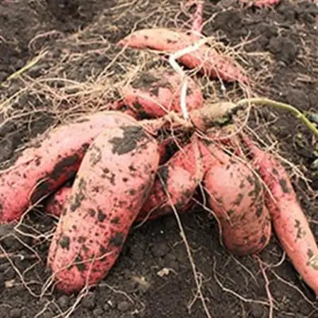 静岡県掛川市　おいもやの焼き芋8袋セット【配送不可地域：離島・北海道・沖縄県・四国・九州】【1100952】