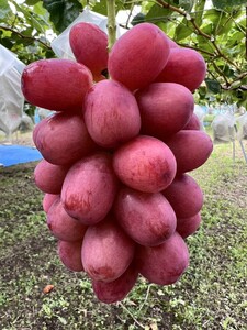 【2026年先行予約】ぶどう クイーンルージュ® 1~1.5kg(2房)|クイーンルージュ