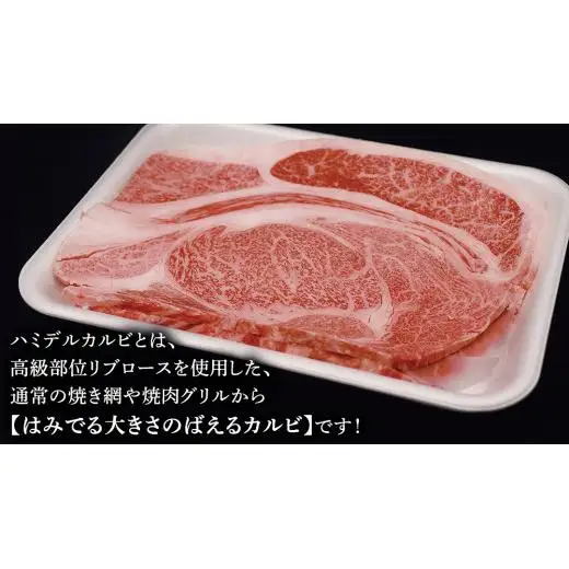 常陸牛 ハミデルカルビ 500g （ 3～ 5枚 ） (茨城県共通返礼品)