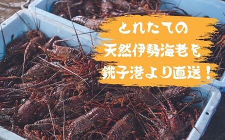 【 伊勢海老 】 活伊勢海老 800g ～ 1kg