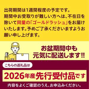とうもろこし ドルチェドリーム 30本 北海道 芽室町 とうもろこし