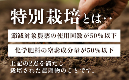 抑臭にんにく ALサイズ2kg【国産 にんにく A級品 ALサイズ 新鮮 野菜 長期保存 健康 贈り物 ギフト 東北 青森県 七戸町 送料無料】【02402-0320】
