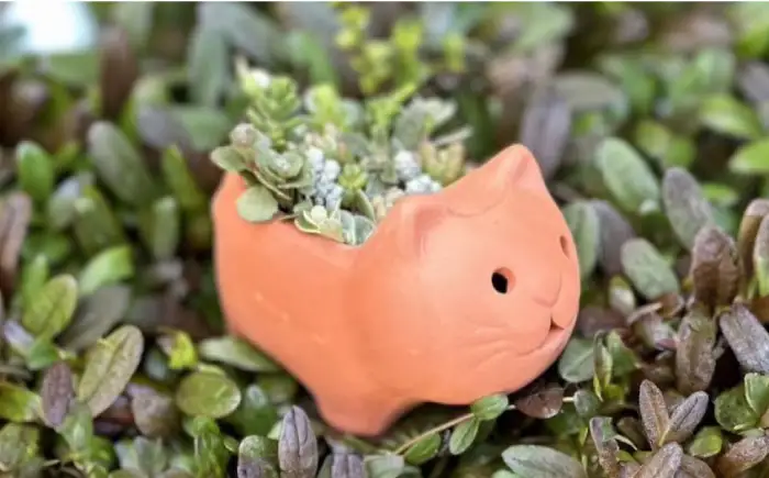 多肉植物 寄せ植え ねこ型 多肉植物 BLAW007