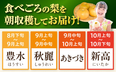 【2026年9月～発送】長崎県産 朝採り旬の梨 約5kg 12玉～15玉 / 梨 ナシ なし フルーツ 果物 / 大村市 / 産直松吉 [ACZC007]