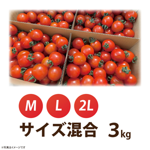 【先行予約★2026年6月～順次発送！】【人気商品】朝採れ あまっこ ミニトマト ３kg 【やさい 野菜 トマト 甘い プチトマト 新鮮 フレッシュ 産地 直送 10000円以下 茨城県 鹿嶋市 】（KAM-31）