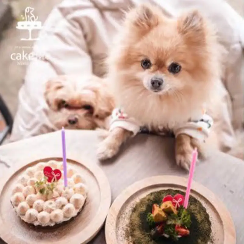 鹿肉のタルトケーキ風green（犬用）12cm【ペットフード ペット 動物 犬 餌 エサ 小型犬 愛犬 愛犬家 愛犬用 おやつ デザート 手作り タルト ケーキ 鹿肉 鹿 肉 健康 おやつ 犬用 ペット用 ご褒美 福岡県 筑前町 ふるさと納税 冷凍 送料無料 CH020】