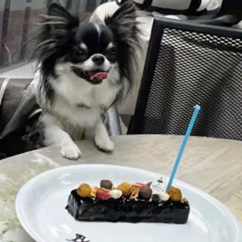 ザッハトルテ（犬用）【ペットフード ペット 動物 犬 餌 エサ 小型犬 愛犬 愛犬家 愛犬用 おやつ デザート 手作り タルト ケーキ 健康 おやつ 犬用 ペット用 ご褒美 福岡県 筑前町 ふるさと納税 冷凍 送料無料 CH022】