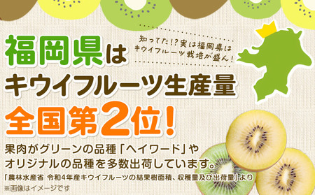 ☆2026年出荷☆ 甘うぃ 約1.4kg 9-20玉前後 《10月中旬-11月末頃出荷》福岡県 鞍手郡 鞍手町 キウイフルーツ キウイ 福岡県オリジナル 新品種 甘うぃ 果物 くだもの フルーツ【配送不可地域あり】