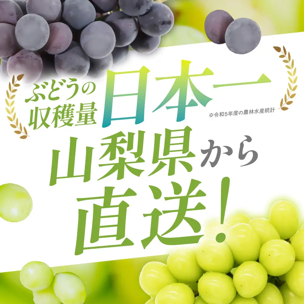 【訳アリ】【定期便】粒 シャインマスカット 約1.0㎏×3回 山梨シャインマスカット