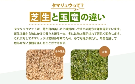 玉竜 タマリュウ たまりゅう 6枚 【7営業日以内に発送】 植物 プラント 芝生 ガーデニング ガーデニング用品