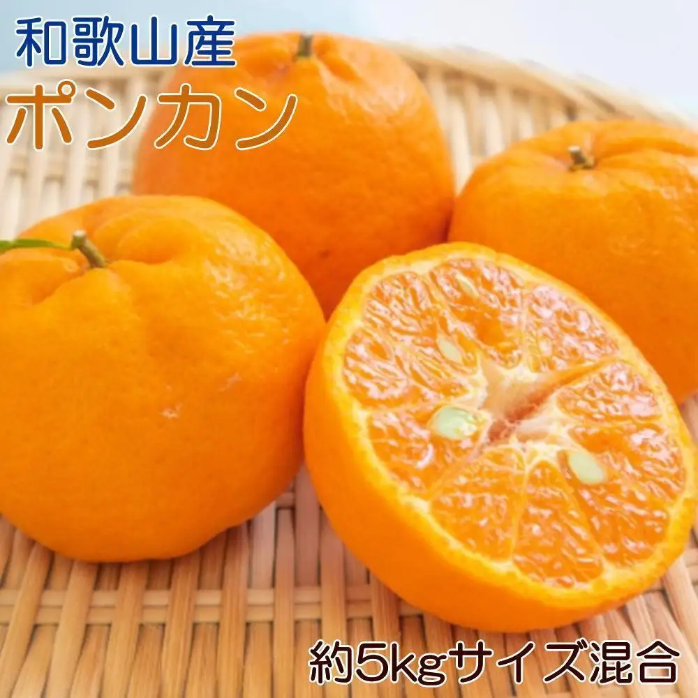 定期便全3回 【2月・3月・4月発送】 和歌山の春の柑橘 （ポンカン・はるか・ブラッドオレンジ）秀品【TM173】