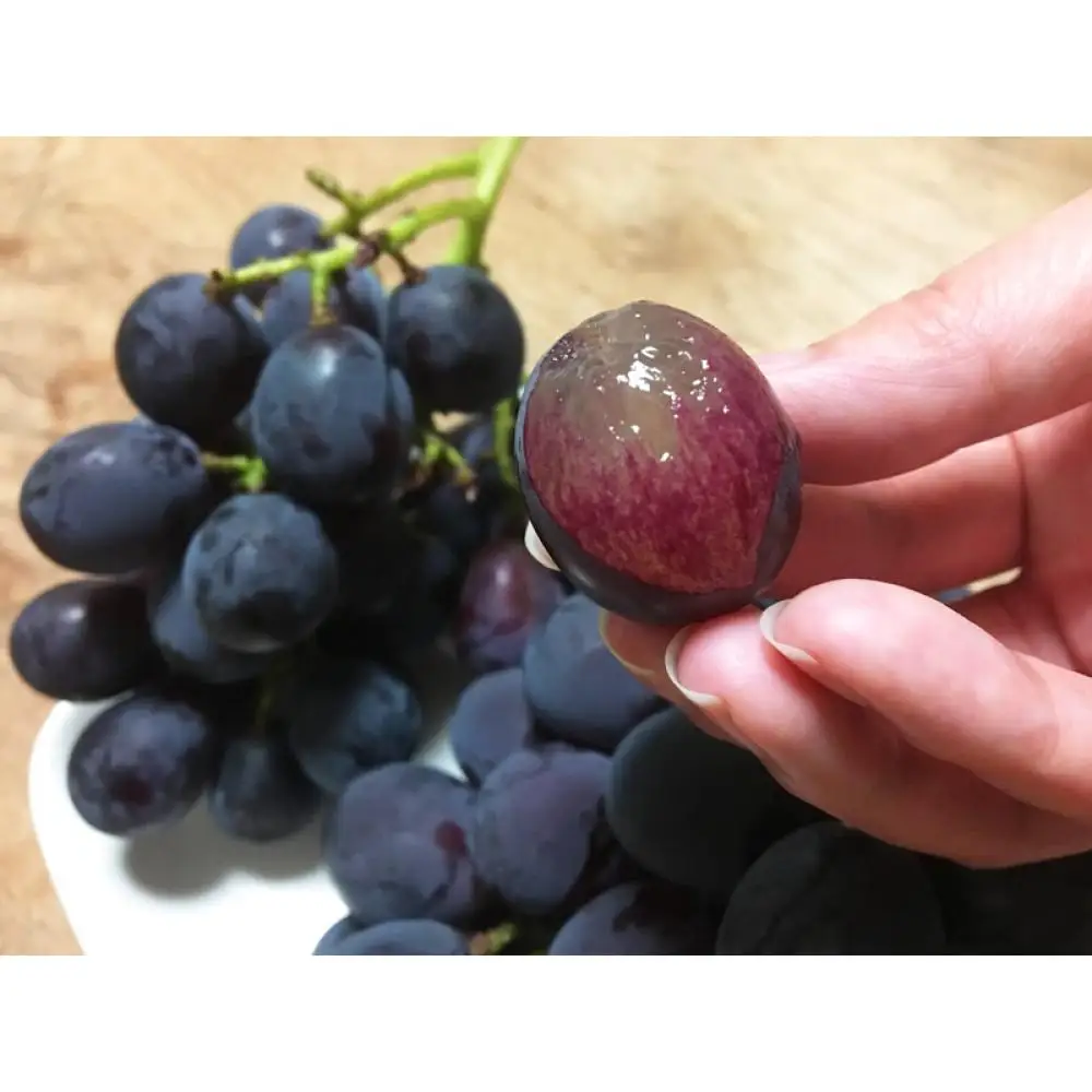 紀州有田産 ブラックオリンピア (ハチミツぶどう) 約2kg［2026年8月中旬以降発送予定］［UT107］