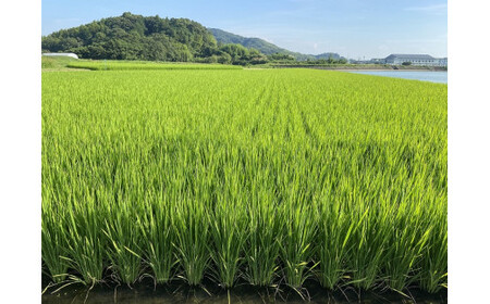 C120 あいお（秋穂）で育ったお米　きぬむすめ　白米10kg