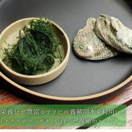 陸上養殖あおのり(原藻)　5g×6パック_魚介・海産物 海苔 海藻 のり ノリ_【1542686】