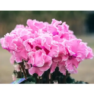フリンジ咲きシクラメン５.５号鉢【花 お花 フラワー 冬 季節 ガーデン ガーデニング 鉢植え 庭 シクラメン プレゼント ギフト 植物 鑑賞用 観賞用】