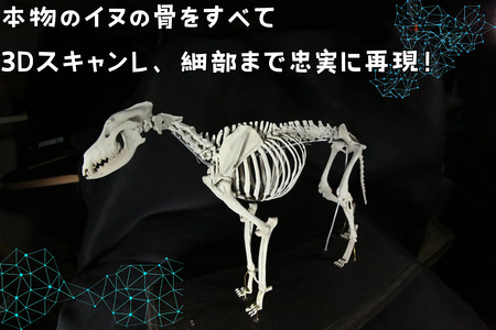 【イヌ 】 縮小 全身骨格レプリカ    /    レプリカ 標本 コレクション プラモデル 動物標本 頭骨レプリカ 犬  フィギュア インテリア 模型 動物 博物館 骨格 頭蓋骨 ミニチュア 3Dプリント 【anf003A】
