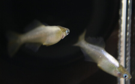 《当店作出品種》 彩鱗めだか ＜黒刀彩＞ めだか メダカ 飼育 ペット 鑑賞 魚 動物 生き物 関東  F5K-077