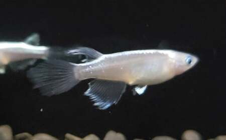 《当店作出品種》 彩鱗めだか ＜翁＞ めだか メダカ 飼育 ペット 鑑賞 魚 動物 生き物 関東  F5K-080