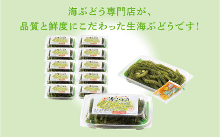 沖縄県産 生海ぶどう 100g×10パック セット
