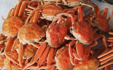 【22011-1】訳あり親がに（ボイル）※お届けは2026年11月中旬～