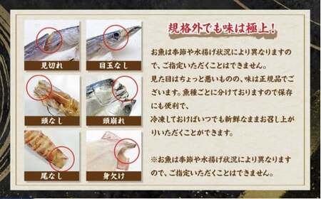 お任せ 訳あり干物24枚 ／ わけあり わけあり 理由あり ひもの 海鮮 魚介 魚 肴 つまみ おかず 長崎県 長崎市