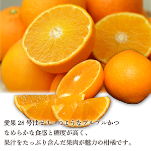 【先行予約】【2026年11月下旬頃から順次発送】あいか（紅まどんな と同品種） 1.5kg（5～8玉） | みかん 愛果28号  あいか28号 紅マドンナ 紅まどんな と同品種 蜜柑 アイカ 柑橘 果物 贈答 愛媛のみかん くだもの フルーツ ご家庭用 数量限定 愛媛三大柑橘（ 紅まどんな せとか 甘平 ） 愛媛県産 ミカン 愛媛県 松山市【SSK011】