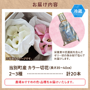 カラー 切花 20本（2～3品種）四季農場《7月上旬-10月中旬出荷》