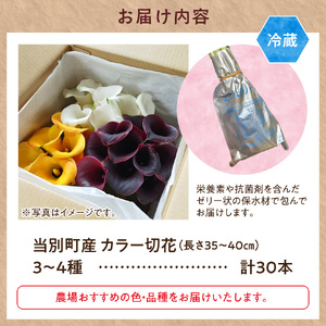 カラー 切花 30本（3～4品種）四季農場《7月上旬-10月中旬頃出荷》切り花 冷蔵便