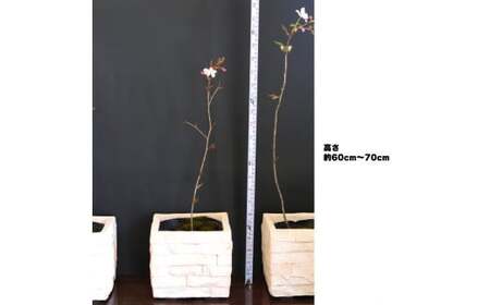 【2027年3～4月ごろ発送分予約受付中】稚木の桜 ワカキノサクラ ミニ桜 苗木 牧野博士命名種 1鉢