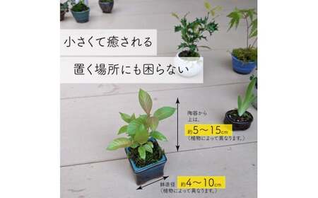 【お任せ3種】ミニ観葉植物　盆栽小鉢 テーブルプランツ 小さい プラントポット お花 緑 グリーン オシャレ 屋内 室内 癒やし