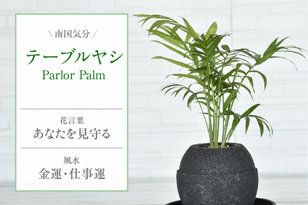 アクアプラントポット®　玉Ｓ 植木鉢テーブルヤシ（2129）