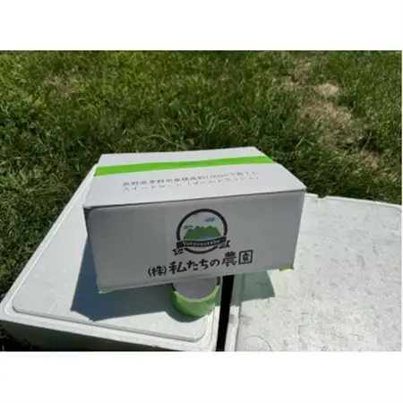 【八ヶ岳産】スイートコーン　ともろこし　グラビス(黄色と白の粒が特徴)　4kg_野菜 とうもろこし  トウモロコシ_【配送不可地域：離島】【1540746】