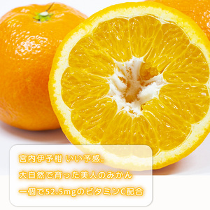   【2027年1月上旬頃から順次発送】伊予柑 いよかん 約10kg 【訳あり】橘類 先行予約 訳アリ ワケアリ フルーツ 柑橘類 先行予約 果物 フルーツ みかん イヨカン 宮内伊予柑 人気 おすすめ 愛媛 松山 田中農園 ﾐｶﾝ ﾐｶﾝ ﾐｶﾝ ﾐｶﾝ ﾐｶﾝ ﾐｶﾝ ﾐｶﾝ【TNN0072】