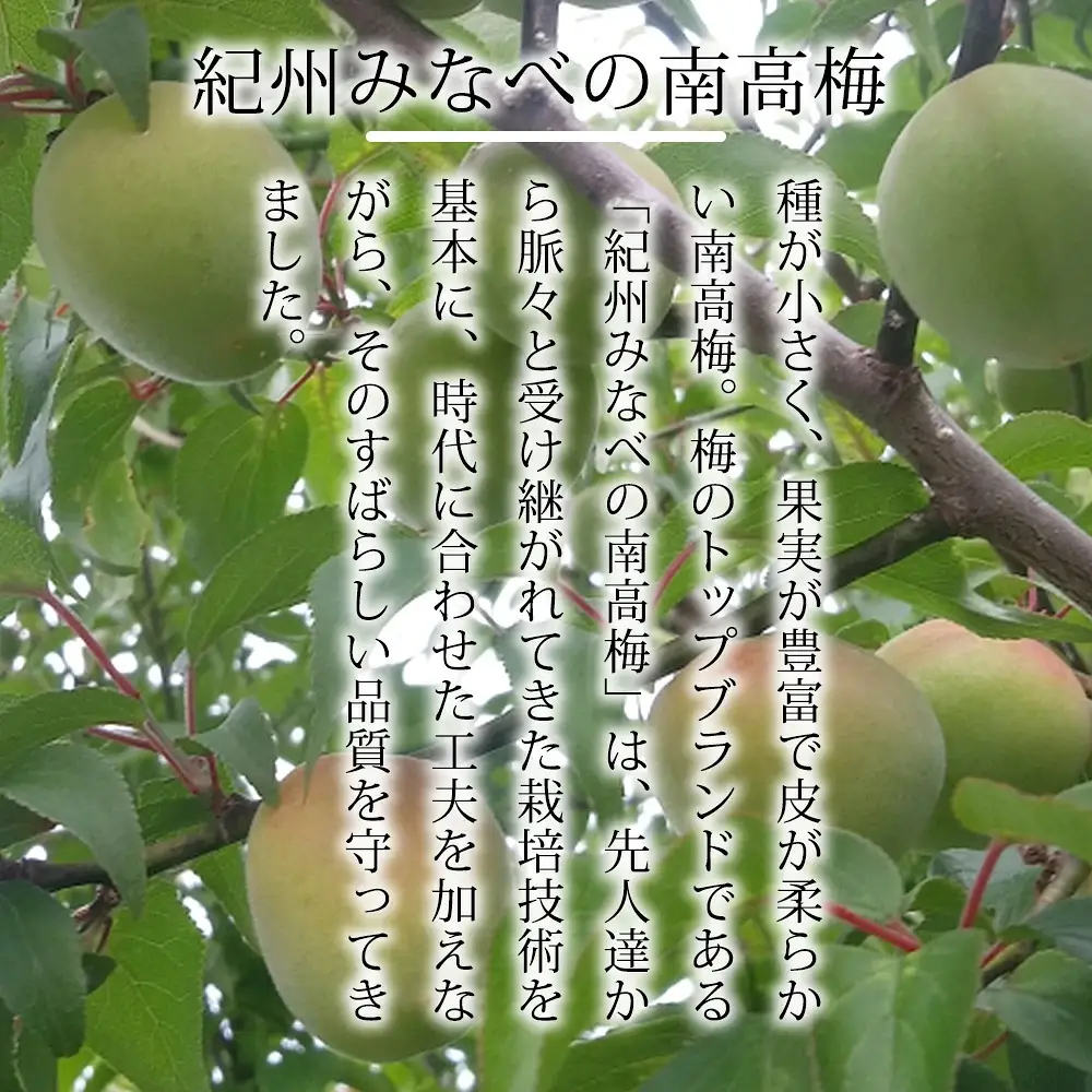 紀州みなべの南高梅(しそ漬・はちみつ梅セット) yplu001A【yplu001A】