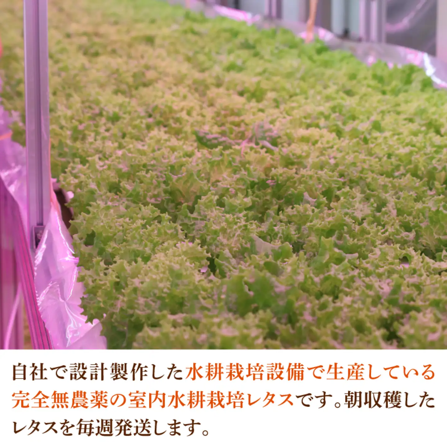 【定期便】4週連続お届け！採れたてフレッシュな無農薬リーフレタス（合計800g）