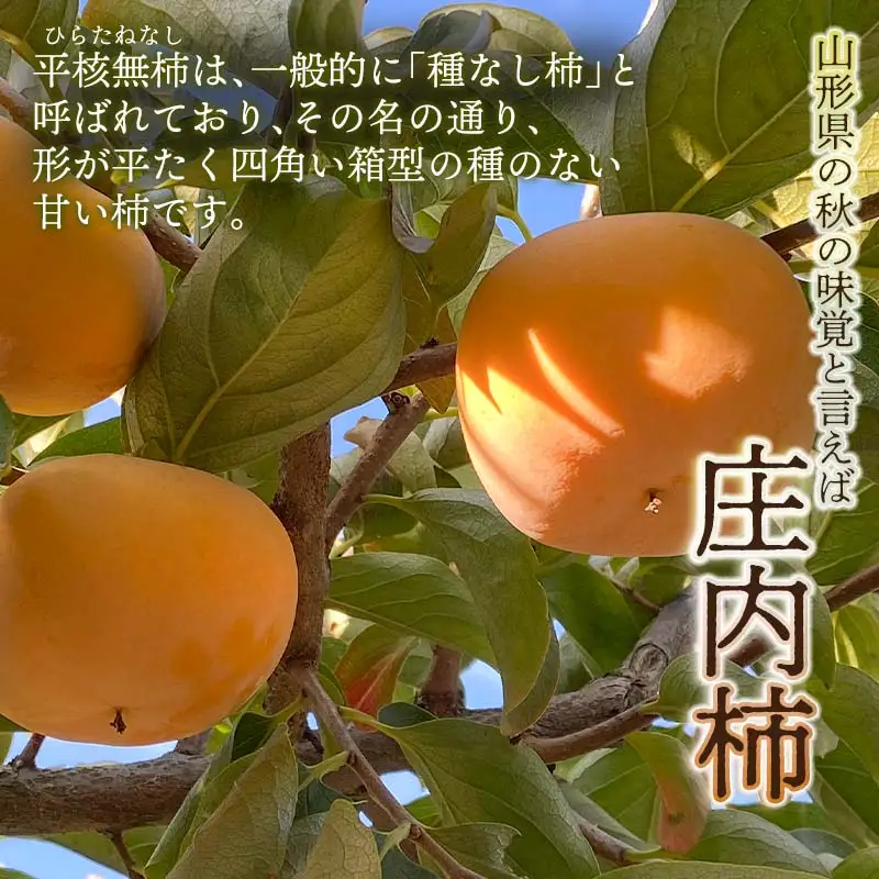 【令和8年産先行予約】家庭用庄内柿 たねなし柿 平核無柿 脱渋済み 約3kg（18～23玉）　山形県鶴岡市　重ちゃん農園