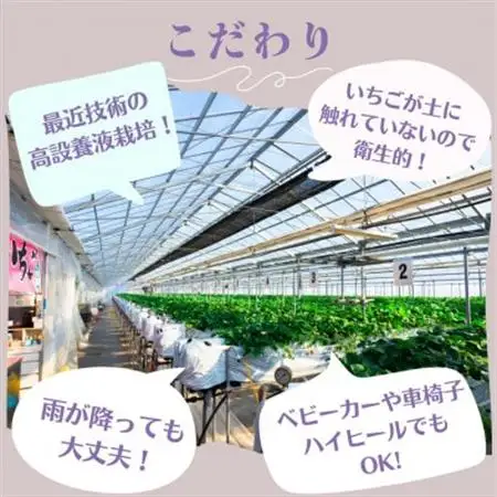 5～6品種食べ放題!いちご狩り体験2名様ご招待!【1542971】