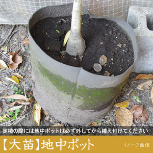 カリフォルニア大実ザクロ（拓榴）2年生 苗木 ＜すだ農園＞