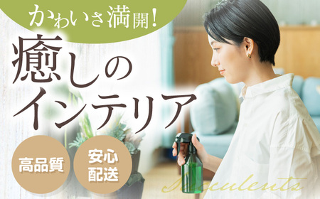 多肉植物 苗 35個セット / インテリア 多肉植物[AFAT009]