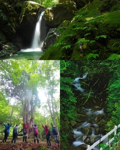 BE2　しそう森林セラピー　ショートコース　【 セラピー 体験 アクティビティ 森林浴 新緑 紅葉 健康増進 癒し 散歩 ウォーキング ハイキング 登山 おでかけ 兵庫県 宍粟市 】