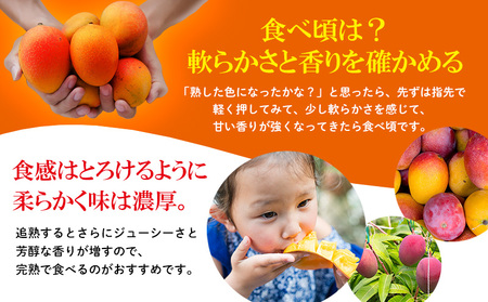 2026年発送【贈答用】極上やんばるマンゴー約1kg【秀品】 完熟 マンゴー 先行予約 冷蔵 大玉 家庭 贈答用 スイーツ スムージー プリン フルーツジュース 国産 フルーツ 果物 果実 南国 沖縄 ギフト 贈り物 プレゼント