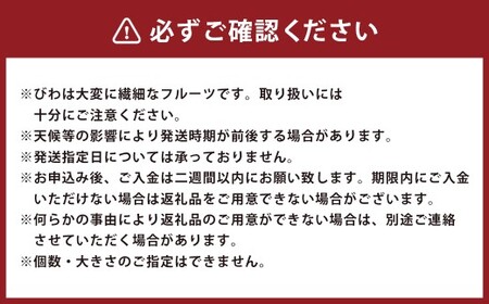長崎びわ「なつたより」15玉-18玉入り フルーツ 果物 くだもの ビワ 【2026年5月上旬～6月上旬発送予定】